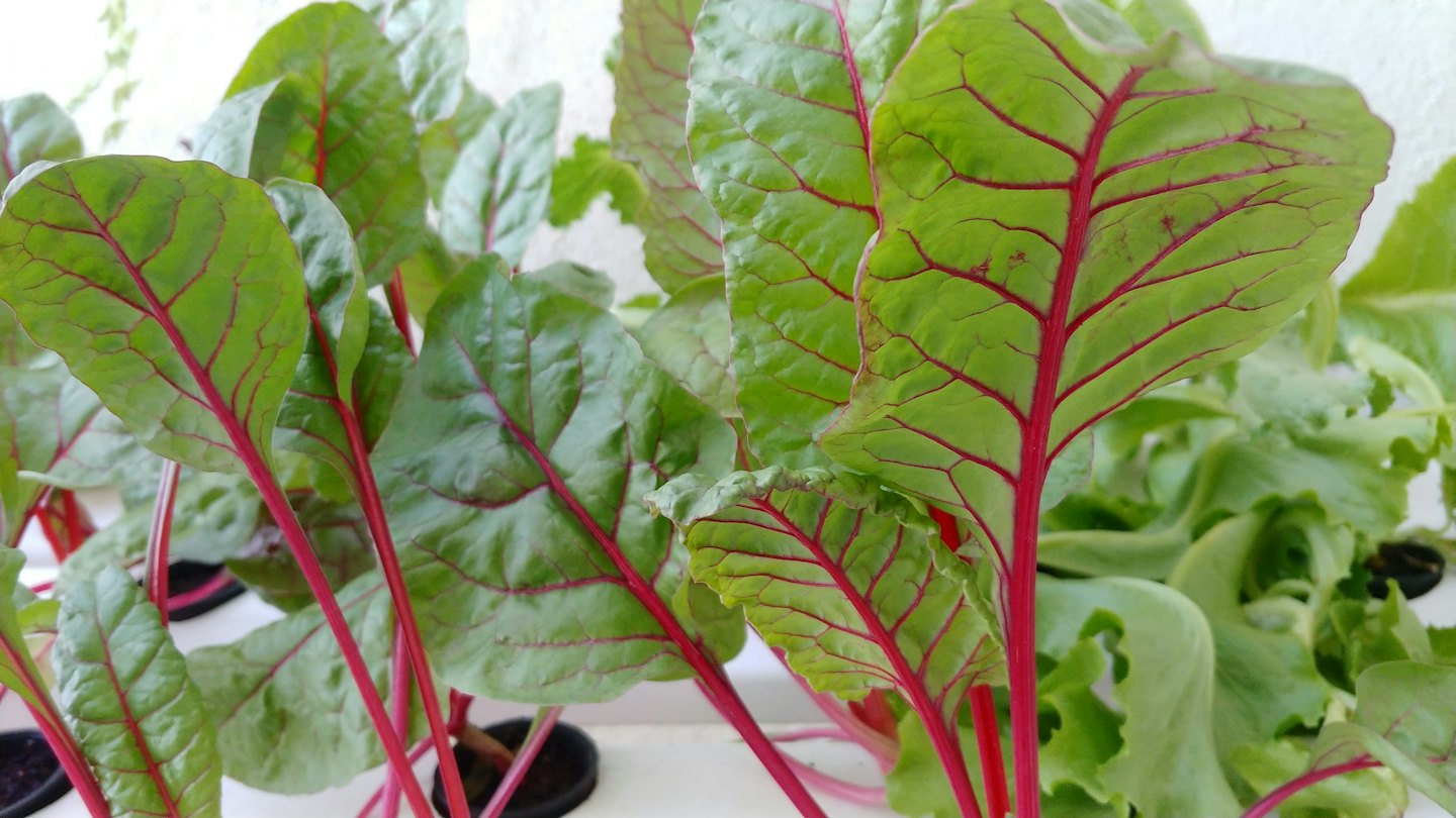 Fresh greens with red veins growing in a hydroponic system.