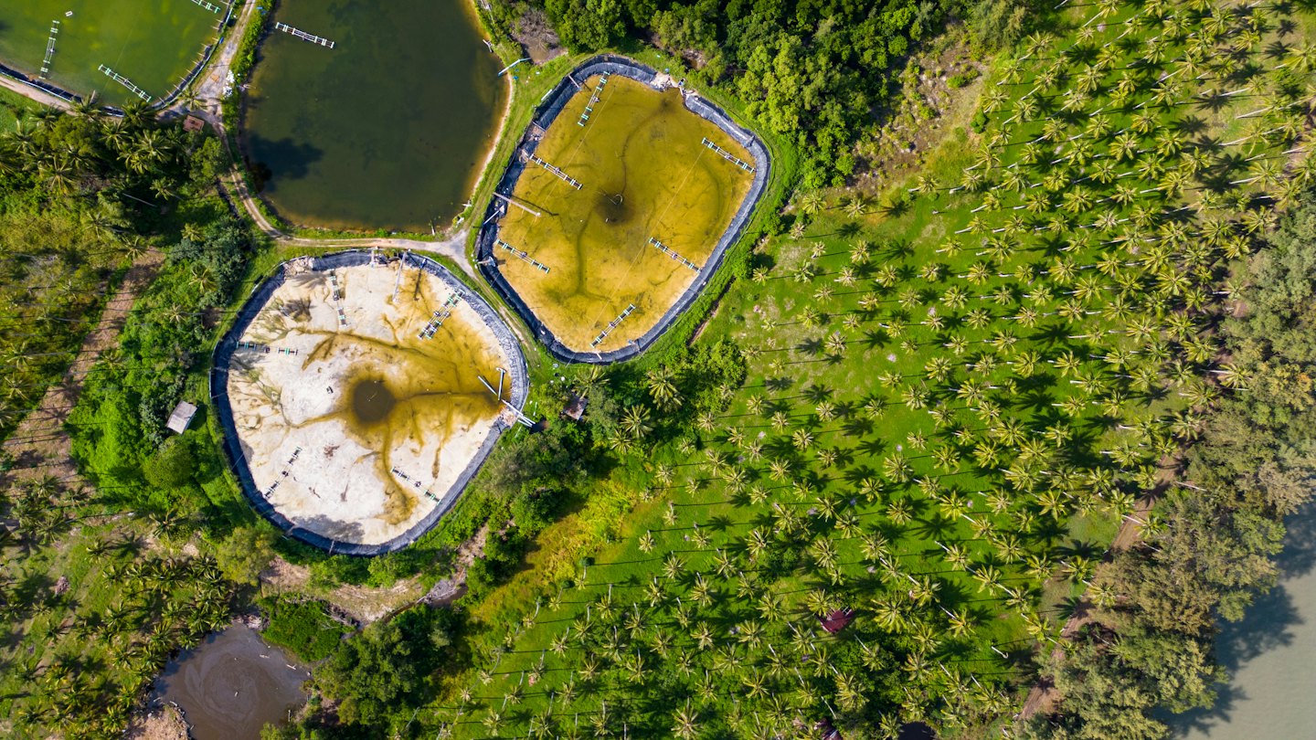 Aquaculture ponds situated among palm trees and dense vegetation.