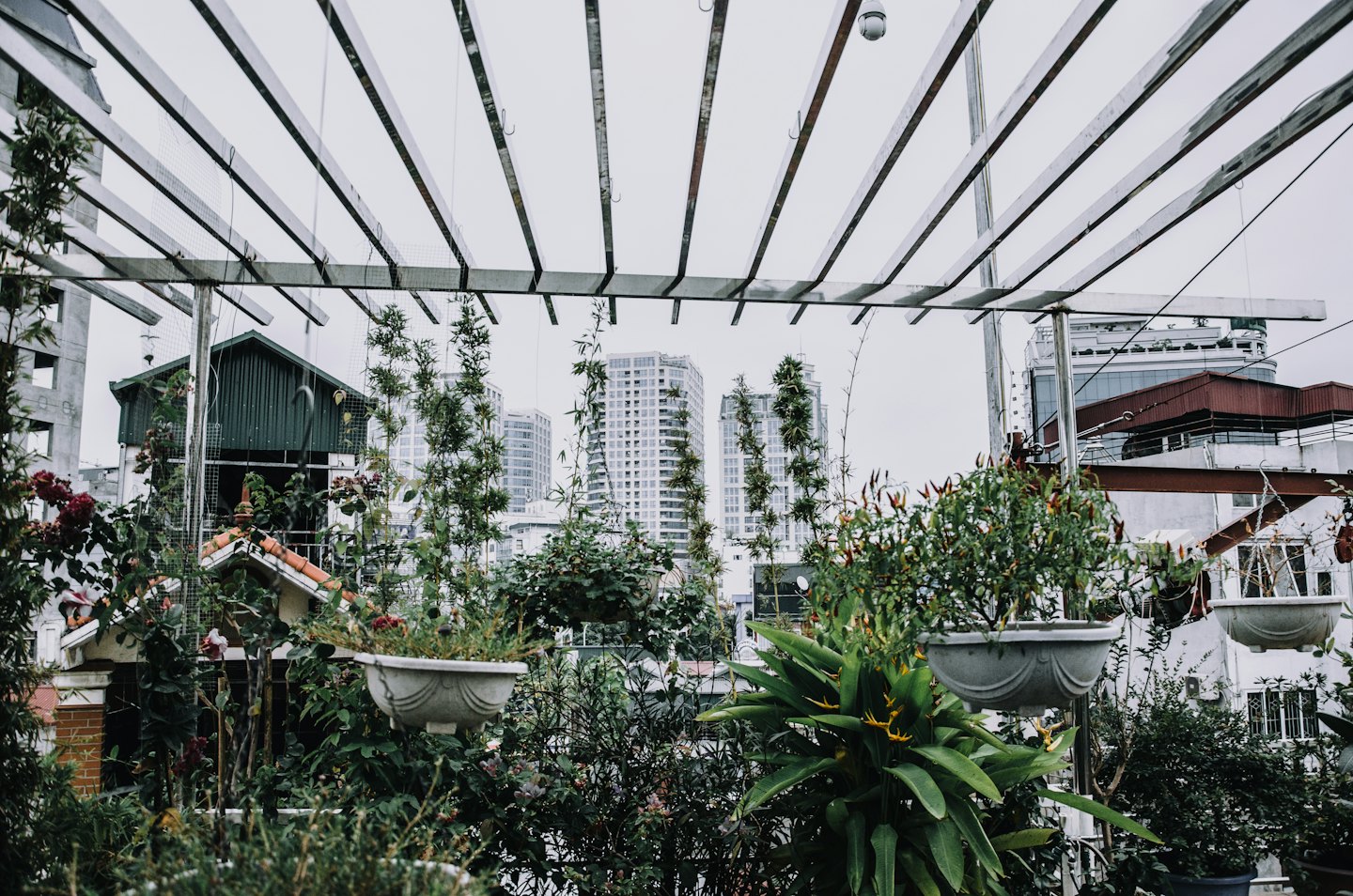 Potted plants and vines flourish on a city rooftop garden.