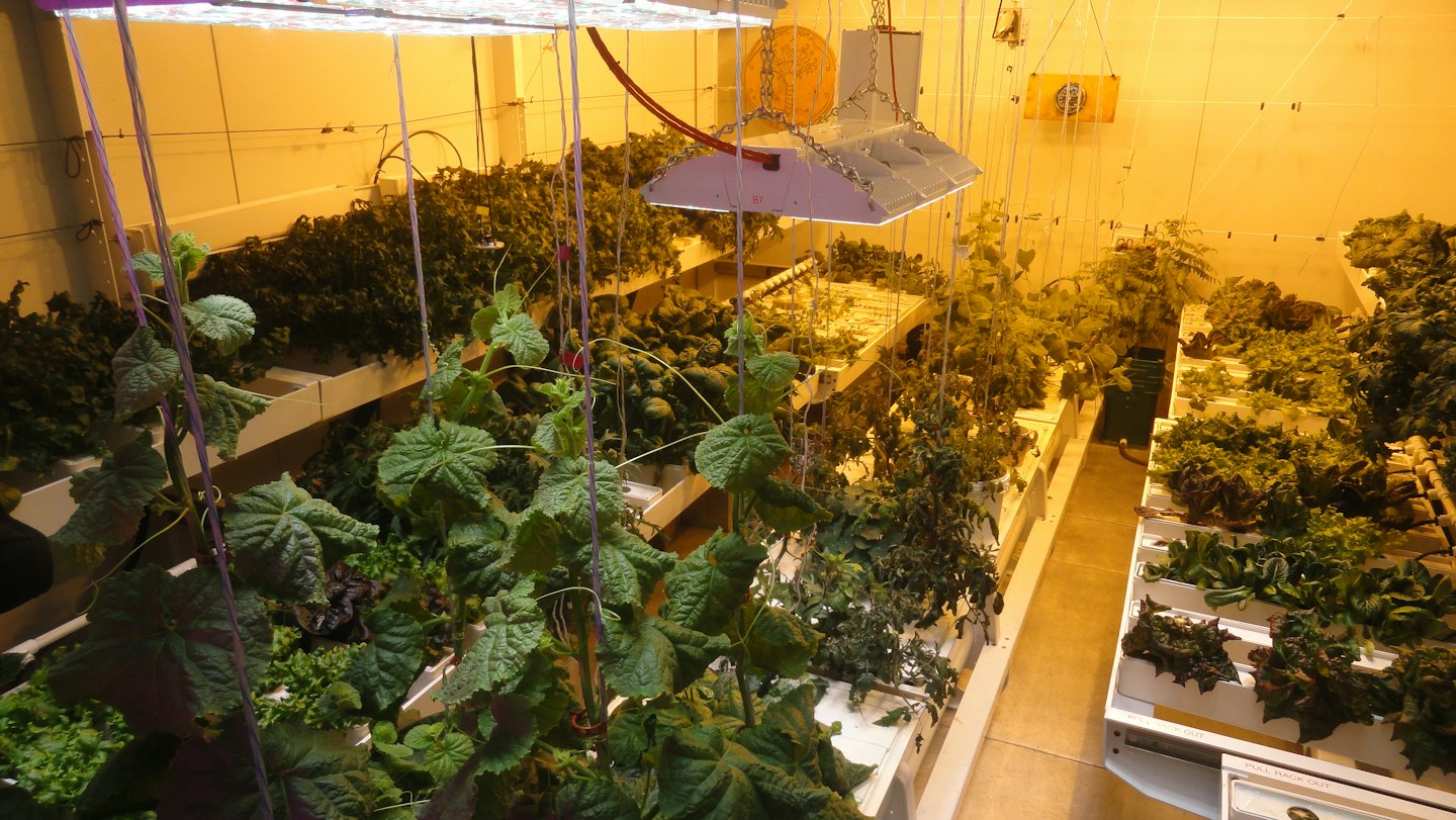 Rows of green plants grow in a multi-level indoor farm.