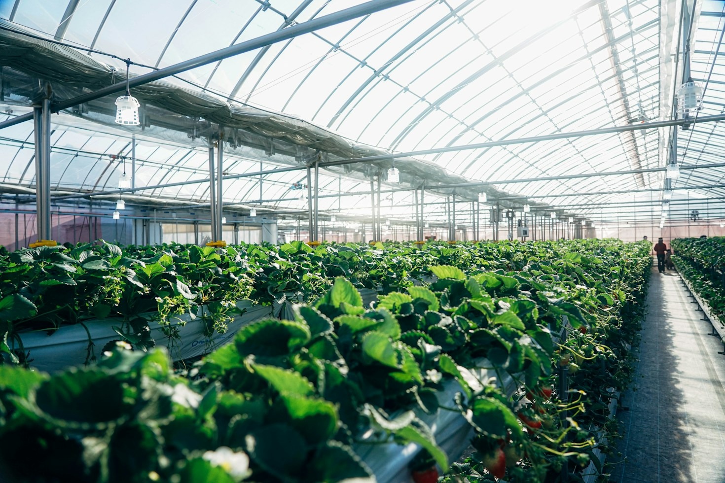 Selecting the Best Fish Species for Indoor Farming