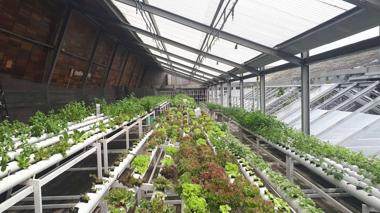 How Food Sovereignty Reshapes Modern Metropolitan Neighborhoods