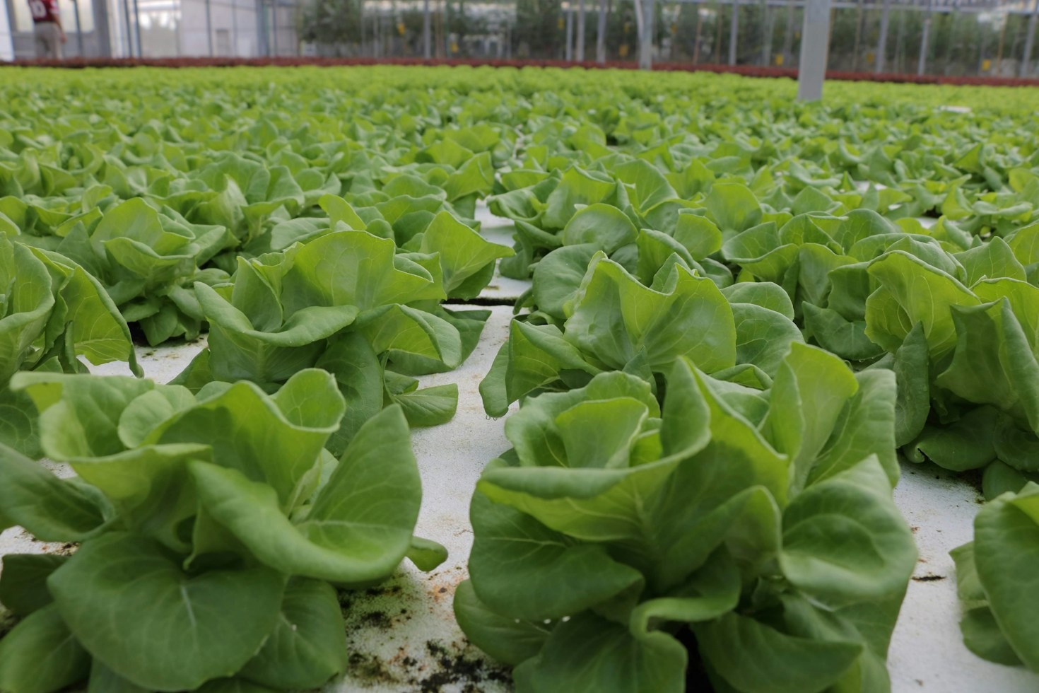 Balancing pH and Nutrients in Closed-Loop Agriculture