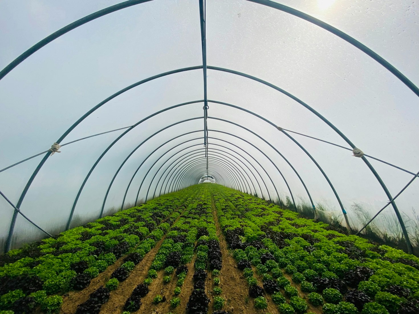 Five Common Aquaponic Mistakes and How to Avoid Them